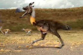 这种巨鸟身高2.5米由食肉恐龙进化而来，若活到今天可秒杀狮虎图片