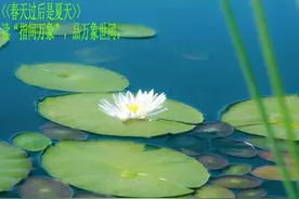 当代诗歌：春天过后是夏天||指间万象，原创作品图片