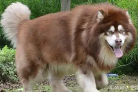 这阿拉斯加太销魂了，笑得肚子痛！图片