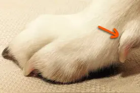 狗狗的狼趾是很脆弱的，那么到底要不要将它的狼趾切除呢？图片