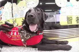 导盲犬“江权” 一个难忘的8岁生日会图片