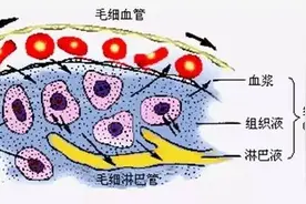 “鲨鱼抗癌”这个谣言你了解多少图片