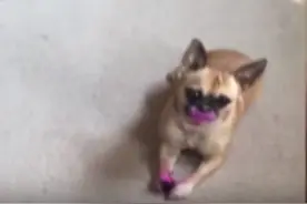 女主人回到家后看到狗狗这样的一幕，让她又生气又好笑！图片