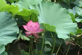 粘人的女人最讨男人欢心图片
