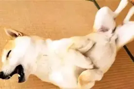即使被猫抢走了窝，这只狗狗的表情还是那么倔强图片