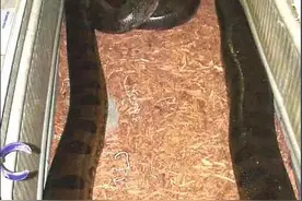 当今世界上最大的蛇——亚马逊森蚺图片