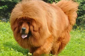 这些狗狗不能加入警犬的队伍！不是智商高就好行吗图片