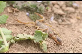 蝎子的故事----揭秘毒蝎的神秘面纱图片
