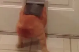 进击的宠物：动物搞笑乐翻天图片