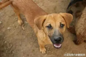 中华田园犬的悲哀图片