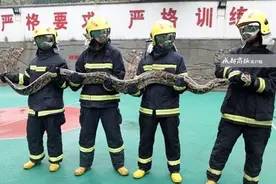 官人，我被捉了！攀枝花惊现50斤重巨蟒（图）图片