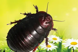 它比恐龙还古老，可以续筋接骨，真面目居然是这样！图片