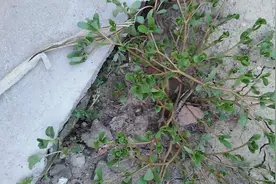 同样名字一个是涩涩野菜，一个开出惊艳的花，你知道是啥吗？图片