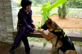 夏天最该养的德牧，保你安稳过夏天图片