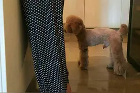 小S遭单身狗骚扰 互联网精鹰计划创始人皮飞波：那是泰迪图片