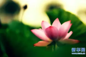 河南洛阳夏日荷花雨后开得更艳 [高清图集]图片