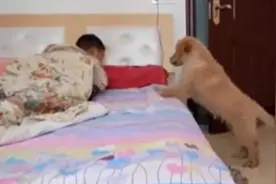 主人赖床，狗狗叫主人起床，画面太美，我不敢看图片