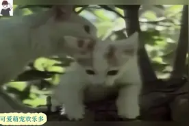 猫妈妈为什么咬孩子的脖子呢？结局很感人视频封面