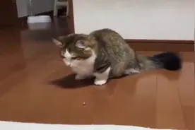 朋友家的这只猫咪的尾巴好粗啊，不知道的还以为养了一只尾巴狼