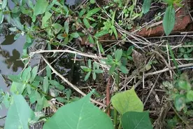 河边钓鳝鱼，上了一条通体金黄的家伙，是望月鳝吗？图片