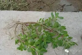 认认马齿笕：学名“马齿笕”，俗名“麻利菜”“妈蔺菜”图片