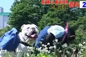 狗狗猩猩大冒险，笑到肚子疼视频封面