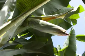 香蕉一开始长都是直直的指向地，但为何慢慢对抗着地吸引力成长呢图片