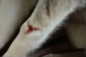 二哈不小心被金毛咬伤后可怜兮兮，看到接下来的这一幕主人笑了！图片