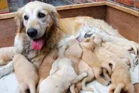 爱狗人士们如何照顾产后的狗妈妈，这几点你注意到了吗？图片