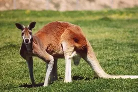 有关袋鼠的10个惊人趣事图片