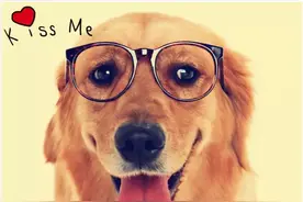 问：狗可以吃猫粮吗？猫可以吃狗粮吗？图片