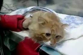 猫咪醒来发现自己被做了绝育手术，一副天塌下来生无可恋的表情图片