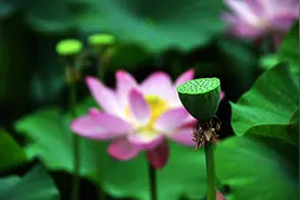 唐县庆都山唐尧文化园大片荷花开放，成为休闲拍照好去处图片