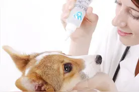 铲屎官们是否也为狗狗眼屎多而烦恼，有没有有效的解决方法呢？图片