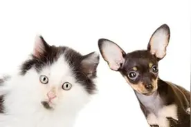 猫狗究竟为什么不和呢?见面各种撕，场面尖叫图片