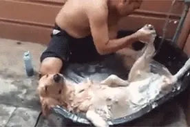 如果你家狗狗牙龈发红而且一直流口水，你就必须要快点紧急抢救！图片