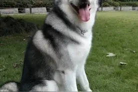 哈士奇吃东西从来都是狼吞虎咽，你知道怎样控制它的食量吗？图片