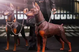 高贵军警两用犬-杜宾犬简介图片