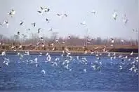 秦皇岛黄金海岸图片
