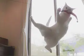 无视重力的大白猫，漂浮喵星人旋转跳跃图片