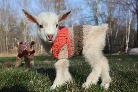 《穿毛衣小山羊》矮小身材穿上衣服彷彿是会动的布偶图片