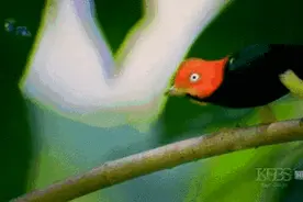 为了求偶，这种鸟练就了魔鬼的步伐图片