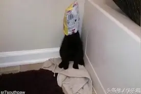 国外一只馋嘴的猫咪偷吃薯片，结果糗大了！图片