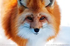 正心息虑，百邪不侵图片