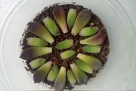 多肉植物叶插生长点发黑怎么办呢？图片