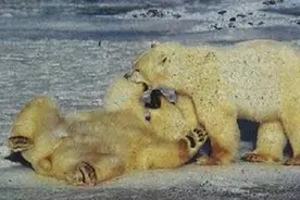 7.9-那年今日中国北极考察图片