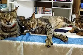 迪拜三只小猫因感染猫瘟失明 遇到善良"铲屎官"图片