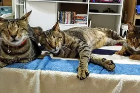 迪拜三只小猫因感染猫瘟失明 遇到善良"铲屎官"图片