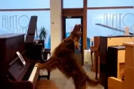 狗狗中的音乐大师，边弹边唱，音乐“细菌”十足图片