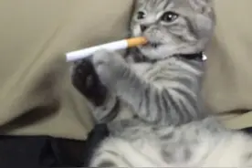 喵星人一言不合就开始抽烟，这姿势一看就是老烟民图片